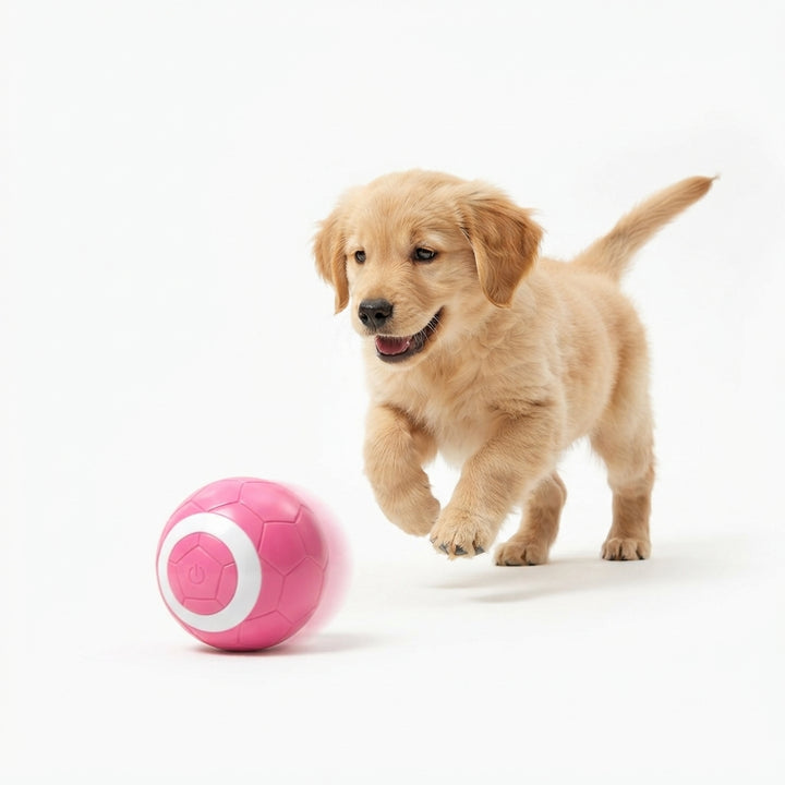 A happy puppy playing with a bright pink electric toy ball on a seamless white background.